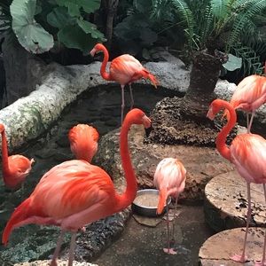 Meet your Posher, Dionne